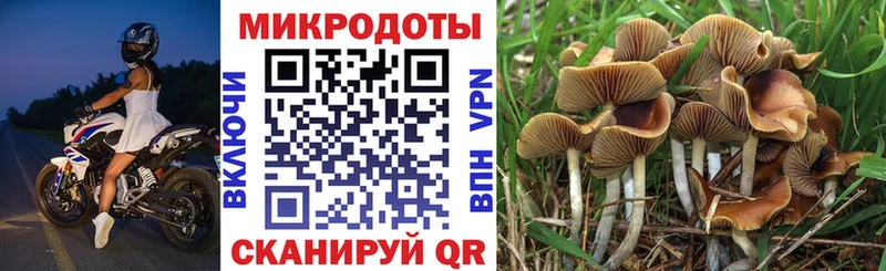 blacksprut сайт Грайворон Псилоцибиновые грибы прущие грибы